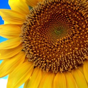 Meet your Posher, Dee